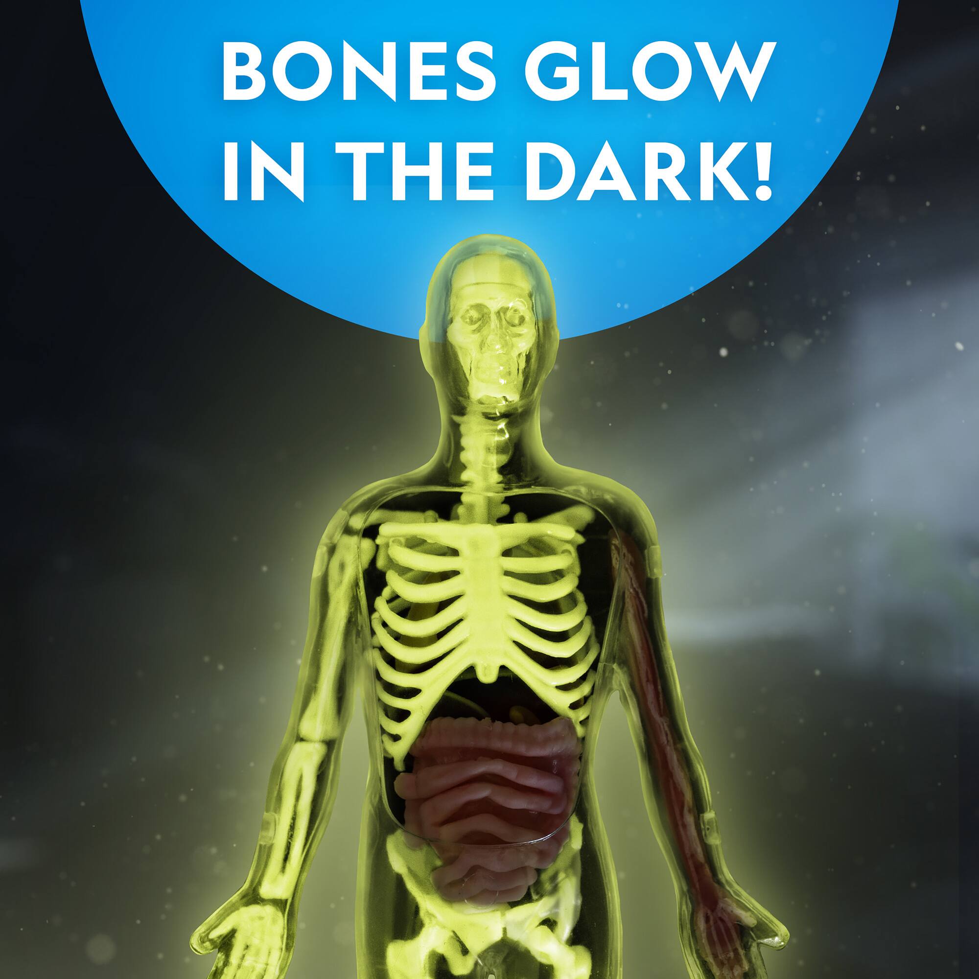 National Geographic™ Glow-in-the-Dark Human Body